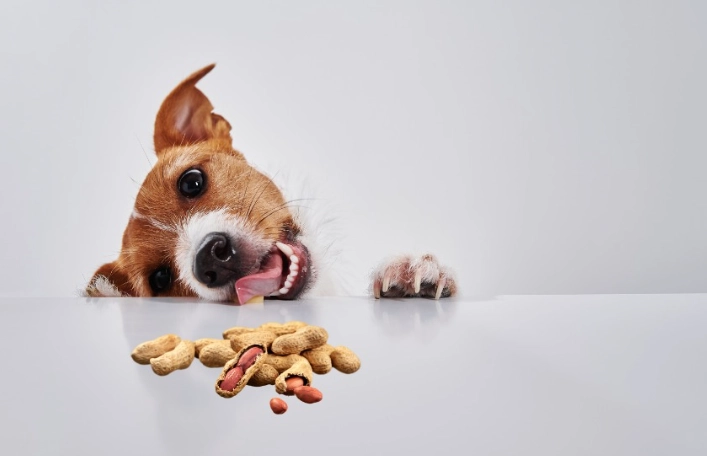 狗可以吃花生嗎