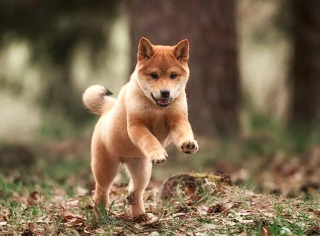 除草劑中毒狗處理