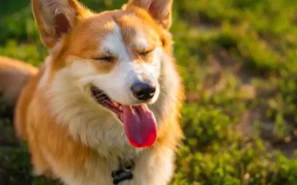 枸杞對狗的好處 枸杞對狗的好處