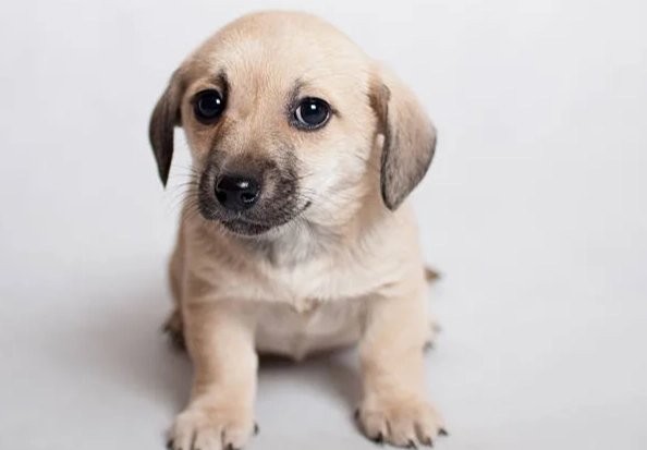 狗狗食栗子 狗狗食栗子