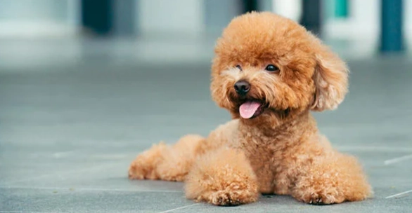 狗狗吃火龍果 狗狗吃火龍果