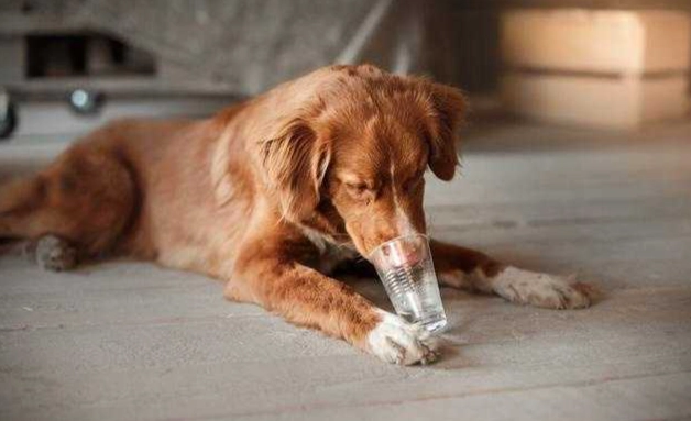 狗狗喝枸杞水安全嗎