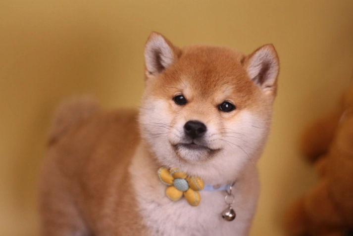 幼犬飲食注意事項