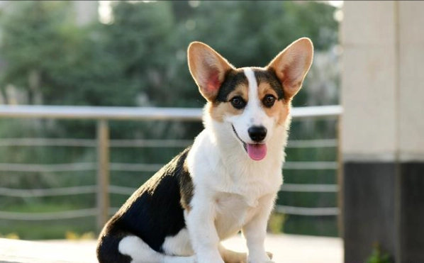 中型犬不掉毛品種