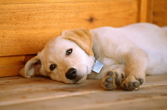 狗胆汁呕吐原因