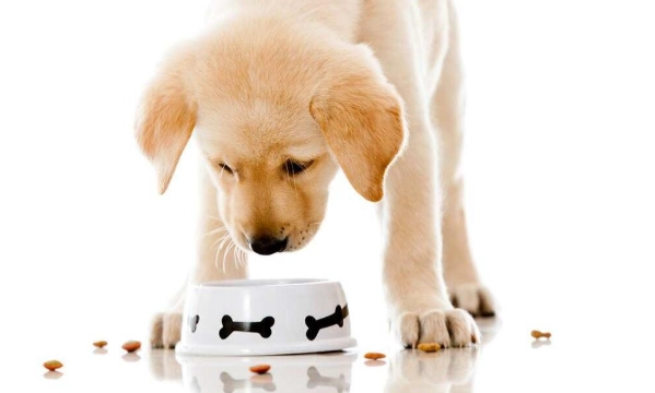 蛤蜊對狗的好處