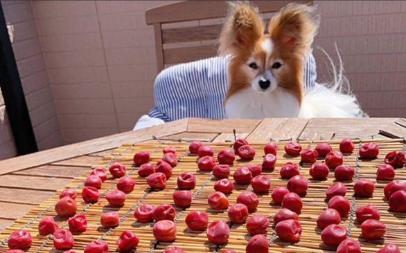 狗狗水果注意事項