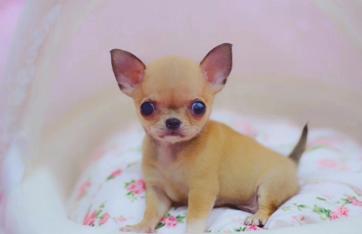 小型犬飼養技巧