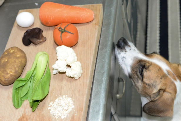 狗菇類中毒症狀