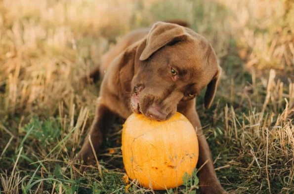 狗狗南瓜食譜 狗狗南瓜食譜