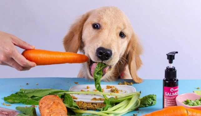 狗中毒食物 狗中毒食物