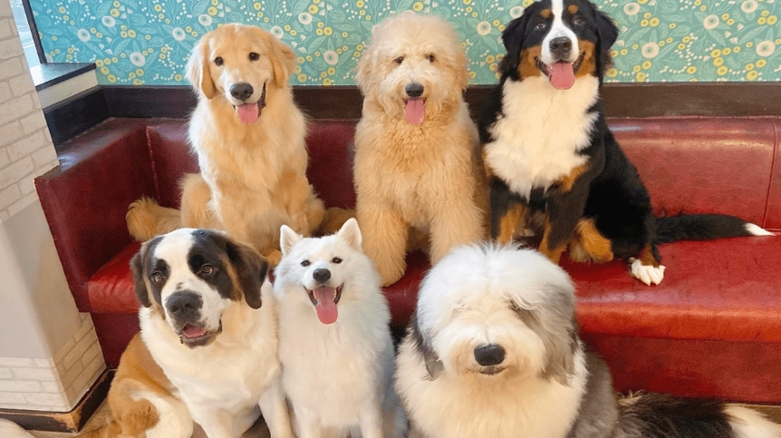 狗狗吃藍莓去皮