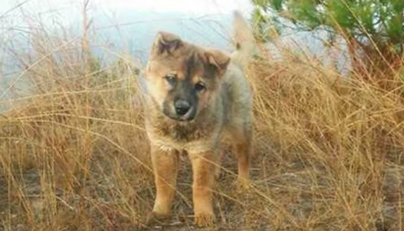 奇異果皮對狗有害嗎