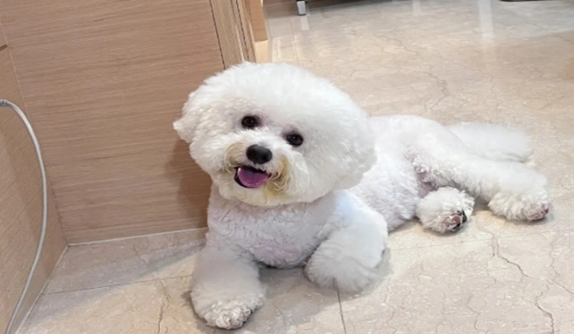 比熊吃蘋果安全嗎