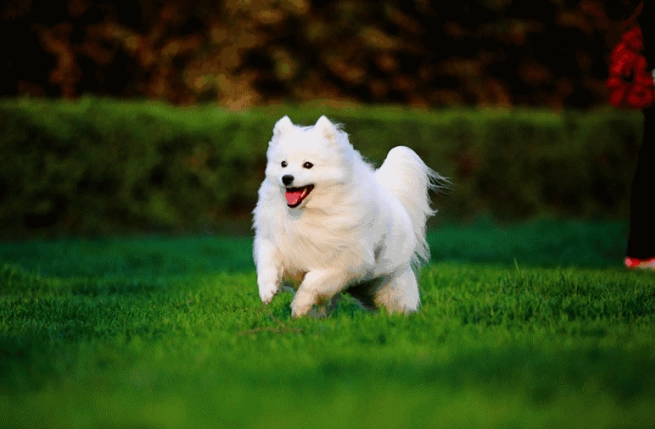 狗狗慢性中毒症狀