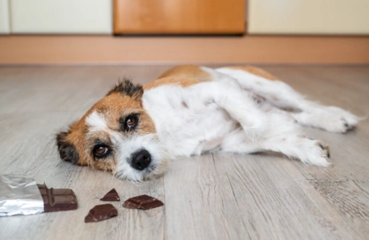 狗狗誤食巧克力