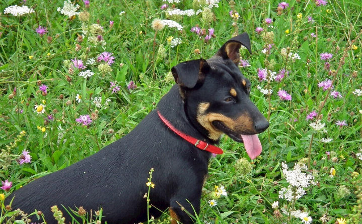 狗腸胃不適處理 狗腸胃不適處理