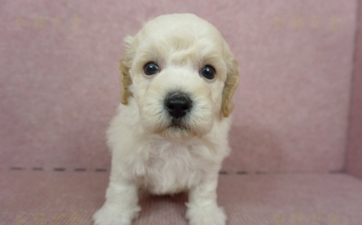 幼犬換牙期飲食