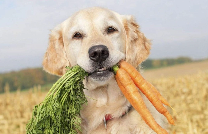 狗狗吃柿子 狗狗吃柿子