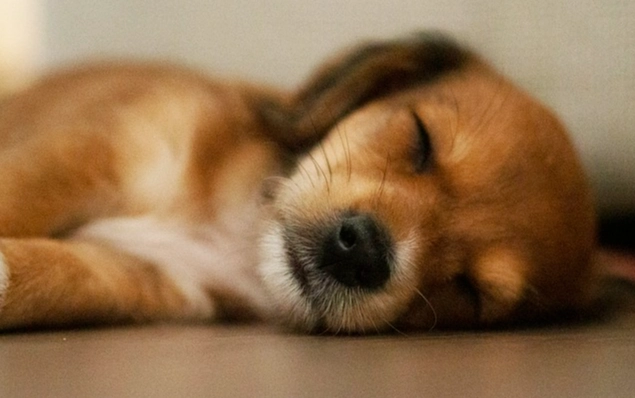 狗胆汁呕吐原因