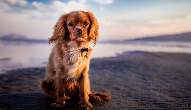 狗嘔吐黃色液體