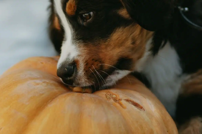 南瓜對狗的好處 南瓜對狗的好處