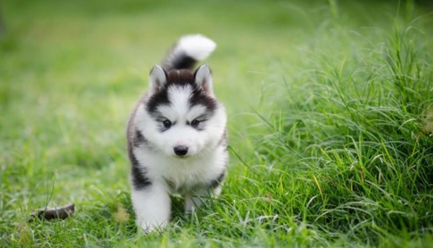 狗狗不吃東西原因