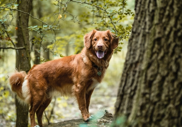 狗狗吃無花果乾 狗狗吃無花果乾