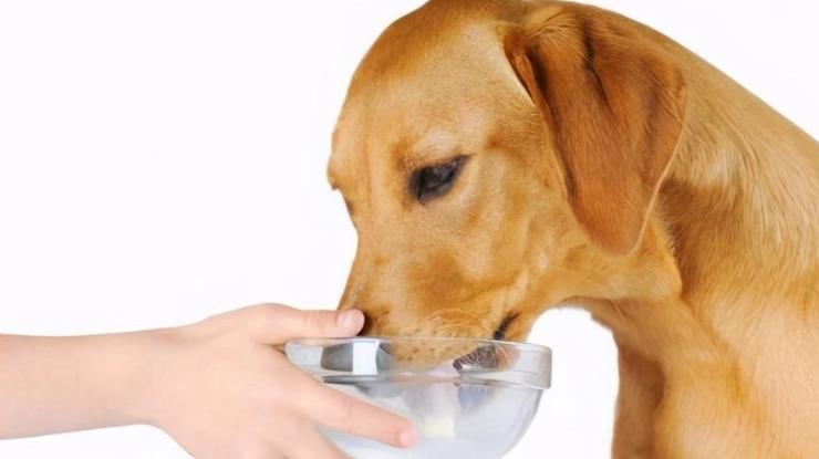 安全的人類食物給狗 安全的人類食物給狗