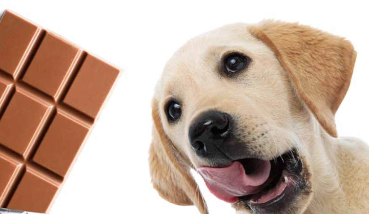 巧克力對狗的毒性