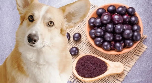 狗吃藍莓注意事項 狗吃藍莓注意事項