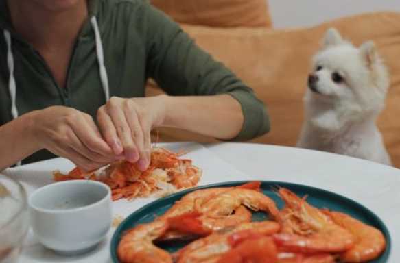 狗狗吃螃蟹安全嗎