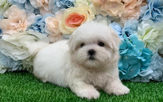 瑪爾濟斯疾病預防