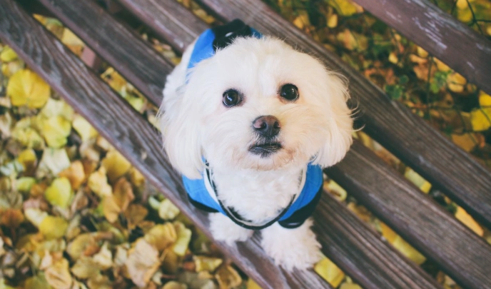 馬爾濟斯品種特徵