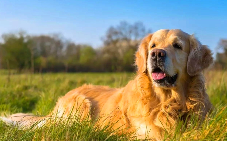 狗狗吃蛋注意事項