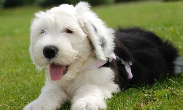 低過敏性中型犬