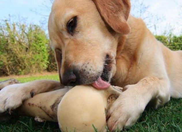 紅棗對狗的好處