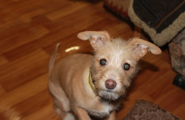 米克斯梗犬飼養