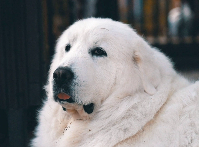 狗呕吐黄色液体