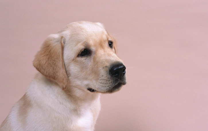 狗狗誤食洋蔥處理