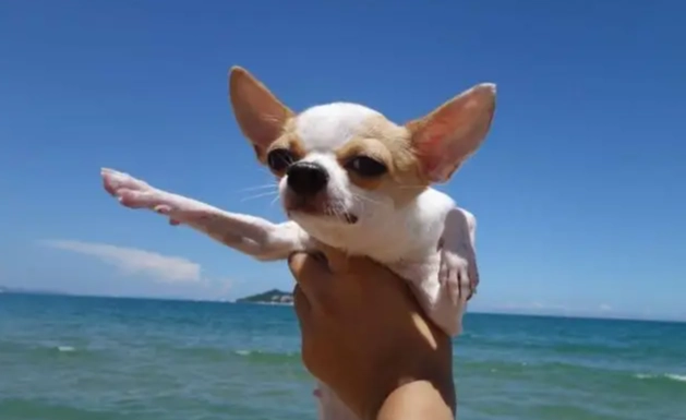 狗呕吐黄色胆汁