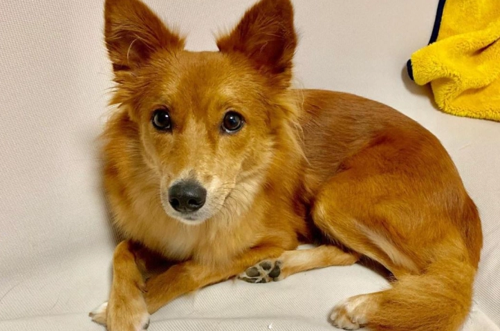 米克斯梗犬飼養