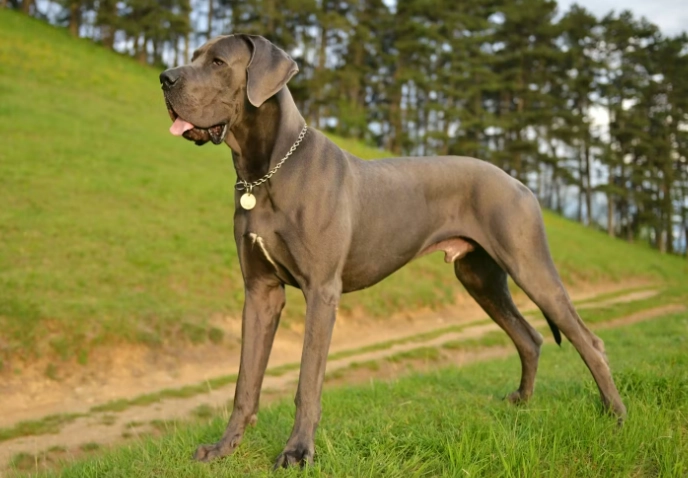 狗狗吃茶葉症狀