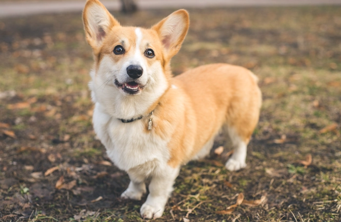 狗狗誤食牙膏症狀