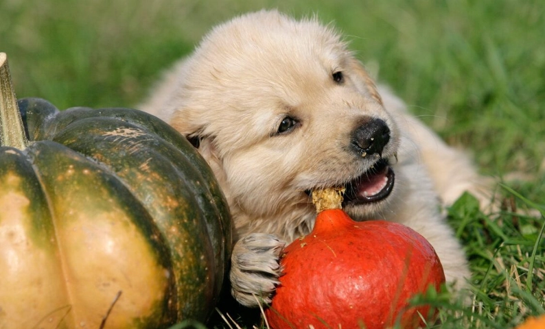 南瓜對狗狗的影響