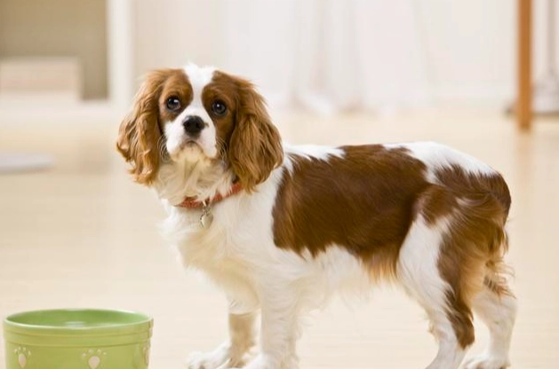 寵物急救方法 寵物急救方法