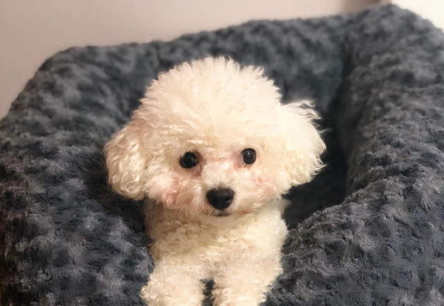 比熊犬香港價格