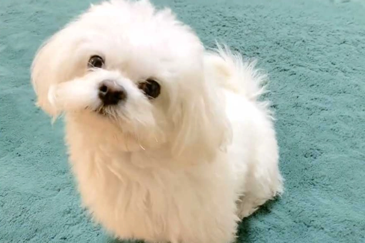 瑪爾濟斯繁殖注意事項