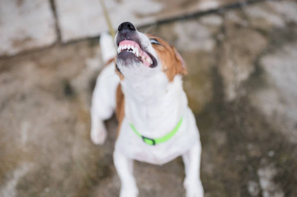 老年犬鈣質補充