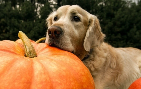 南瓜對狗狗的好處 南瓜對狗狗的好處